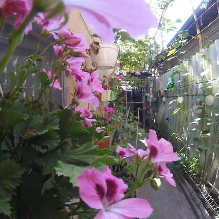Casa Milly Constantaアパートメント エクステリア 写真