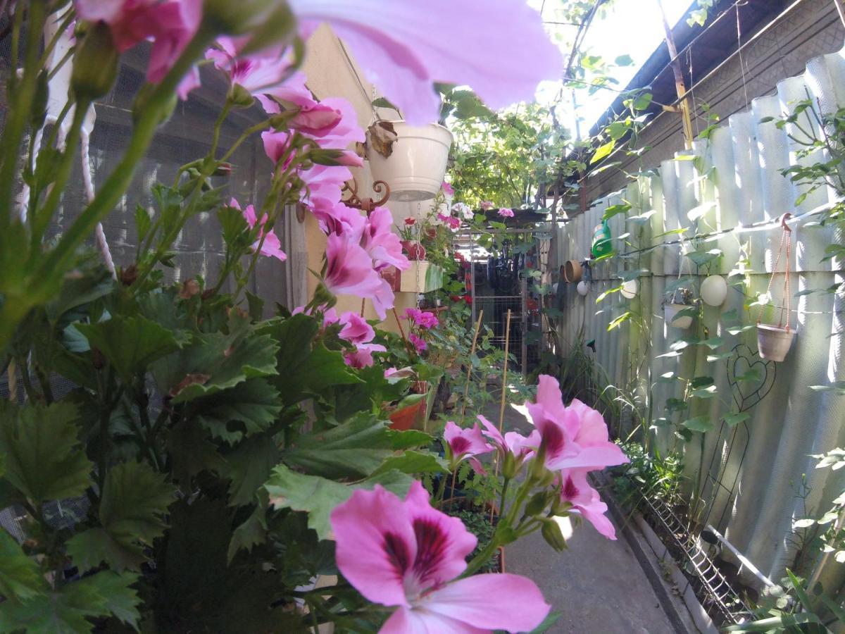 Casa Milly Constantaアパートメント エクステリア 写真